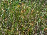 Carex gynocrates