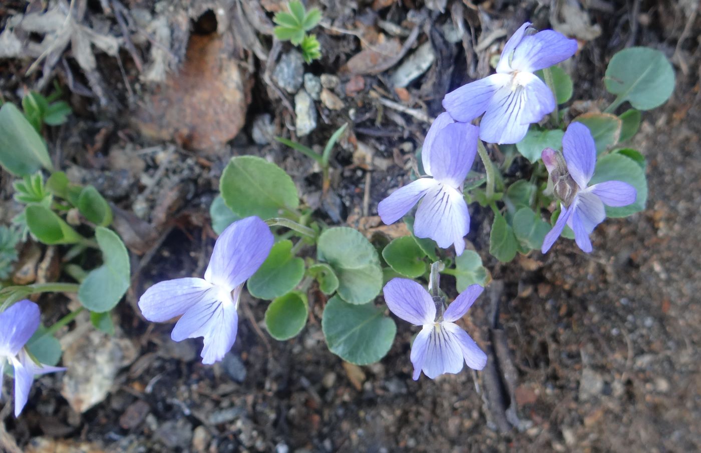 Изображение особи Viola rupestris ssp. relicta.