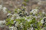 Spiraea aquilegifolia. Цветущие побеги с кормящимися Mylabris splendidula. Бурятия, Кижингинский р-н, окр. с. Кижинга. 24.05.2015.