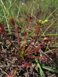 Drosera intermedia. Растение с распускающимися цветками на болотной кочке. Нидерланды, провинция Drenthe, болото Langaarveen/ 29 июня 2008 г.