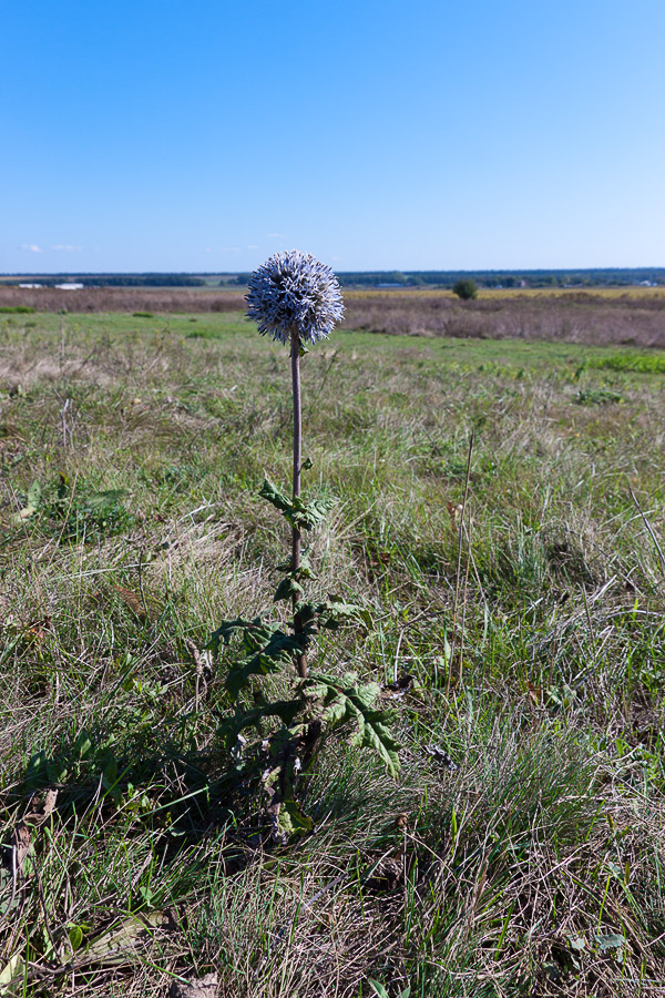 Изображение особи Echinops sphaerocephalus.