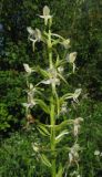 Platanthera bifolia