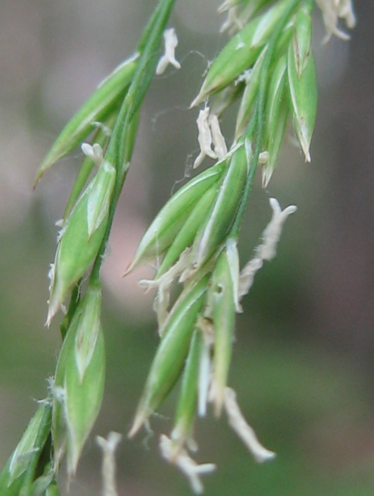 Изображение особи Festuca altissima.