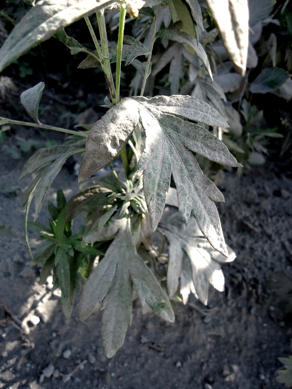 Изображение особи Artemisia leucophylla.