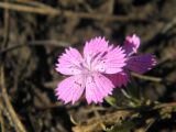 Dianthus guttatus