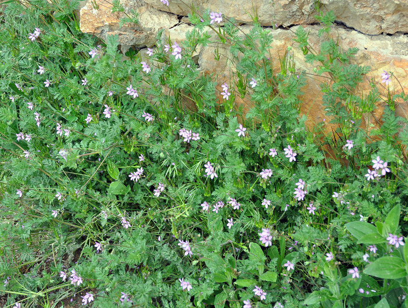 Изображение особи Erodium cicutarium.