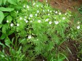 Veronica caucasica