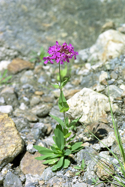 Изображение особи Silene compacta.