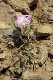 Convolvulus arvensis