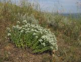 Teucrium capitatum. Куртина цветущих растений. Краснодарский край, Темрюкский р-н, мыс Железный Рог, приморский обрывистый глинистый склон. 20.06.2015.