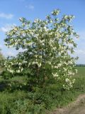 Robinia pseudoacacia. Молодые цветущие деревья. Ростовская обл., Азовский р-н, окр. пос. Солнечный, обочина полевой дороги. 25.05.2015.