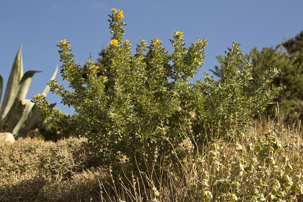 Изображение особи Medicago arborea.