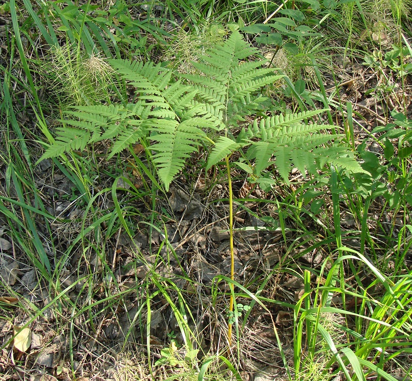 Изображение особи Pteridium pinetorum ssp. sibiricum.