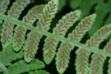 Lunathyrium henryi. Часть вайи с сорусами. Приморский край, Партизанский р-н, окр. с. Владимиро-Александровское, широколиственный лес на северном склоне. 02.09.2015.