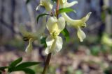 Corydalis marschalliana