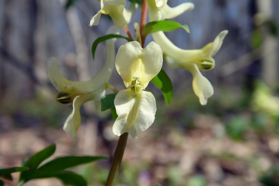 Изображение особи Corydalis marschalliana.