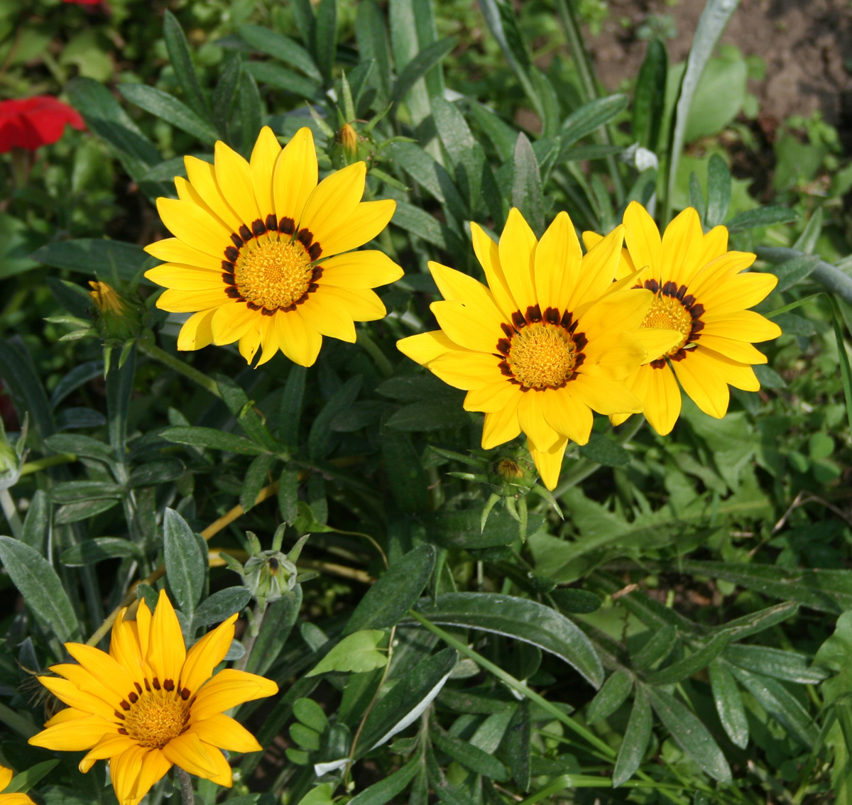 Изображение особи Gazania rigens.