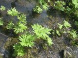 Petasites tatewakianus