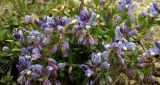 Polygala supina