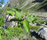 Betula litwinowii