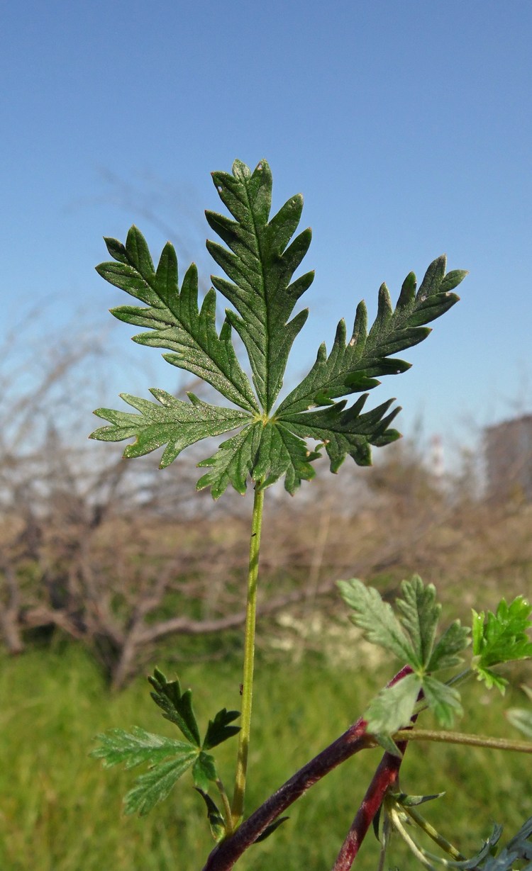 Изображение особи Potentilla argentea.