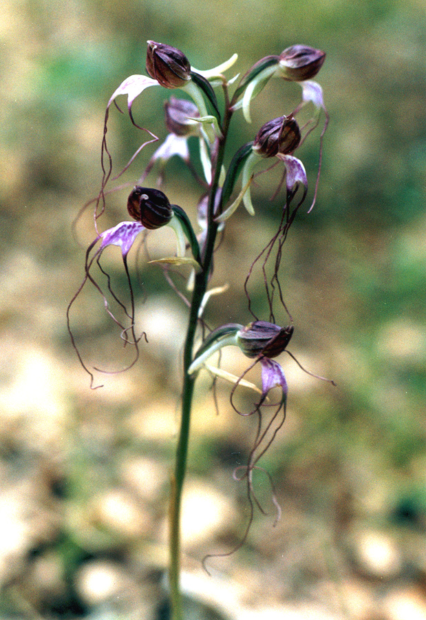 Изображение особи Himantoglossum comperianum.