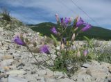 Campanula komarovii. Цветущее растение. Краснодарский край, м/о Новороссийск, р-н Шесхарис, хр. Маркотх, каменистое место у ЛЭП. 12.05.2017.