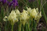 Iris pumila