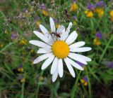 Leucanthemum vulgare. Соцветие с отдельными повреждёнными язычковыми цветками и кормящимися жуками. Московская обл., городской округ Балашиха, окр. дер. Чёрное близ ж.-д. платформы Заря, луг. 17.07.2017.