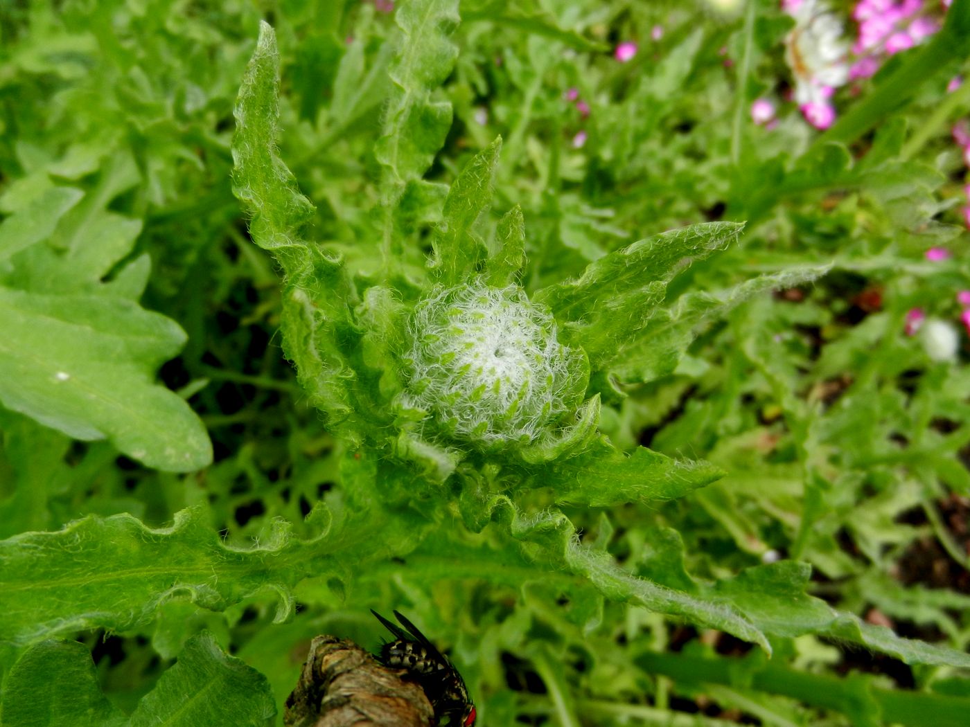 Изображение особи Arctotis fastuosa.