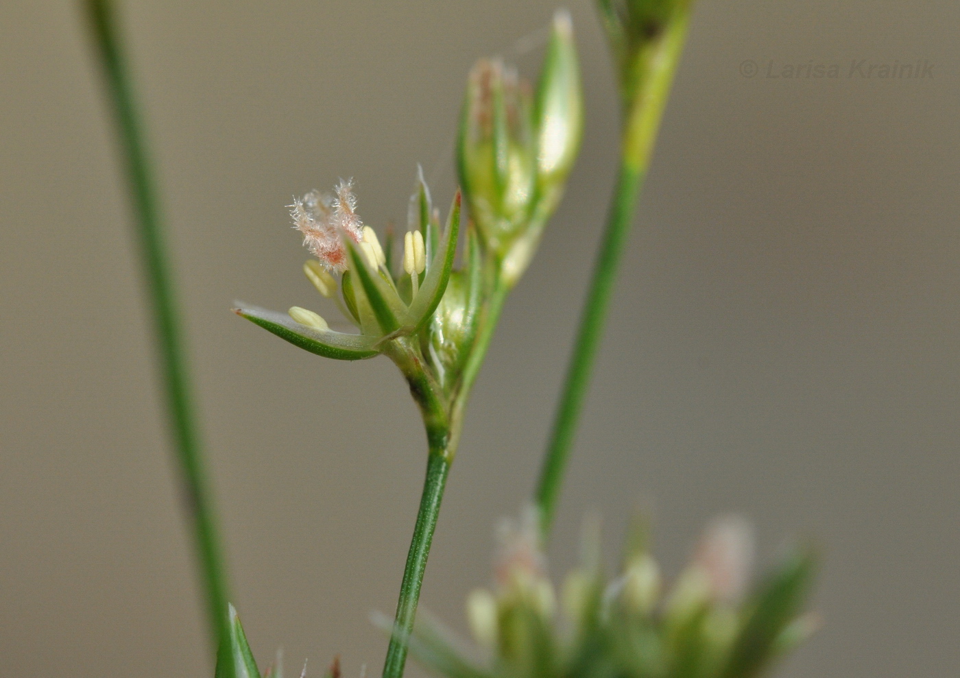 Изображение особи Juncus decipiens.