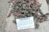 Selaginella tamariscina. Собранные с корнями растения. Китай, Гуандун, р-н Шаогуань, геопарк Дансия. 25.02.2016.