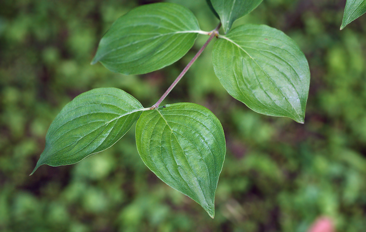 Image of Cornus mas specimen.