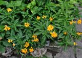 Crossandra infundibuliformis. Цветущие растения. Малайзия, о-в Пенанг, г. Джорджтаун, в культуре. 07.05.2017.