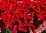 Celosia cristata. Часть соцветия. Восточный Казахстан, г. Усть-Каменогорск, Архитектурно-ландшафтный музей-заповедник, в культуре. 11.08.2017.