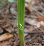 Convallaria majalis. Основание листа с развивающимся соцветием и сидящим насекомым. Московская обл., Раменский р-н, пос. Ильинский, на дачном участке среди сосен. 06.05.2018.