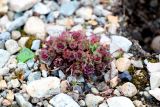 Rhodiola integrifolia