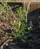 Ranunculus sceleratus