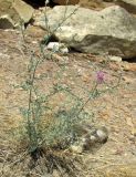 Centaurea caspia. Цветущее растение. Дагестан, Кумторкалинский р-н, окр. бархана Сарыкум, опустыненный каменистый склон. 24 июня 2018 г.