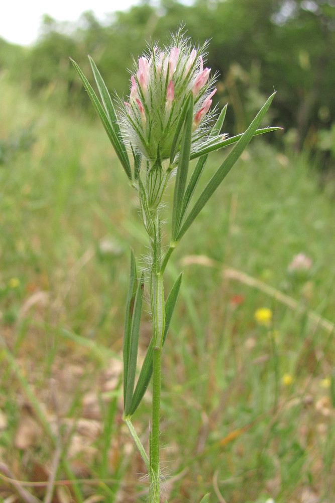 Изображение особи Trifolium angustifolium.