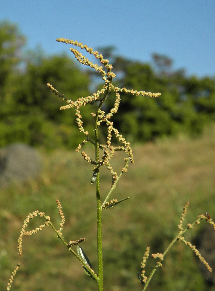 Изображение особи Atriplex micrantha.