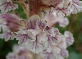 Orobanche crenata