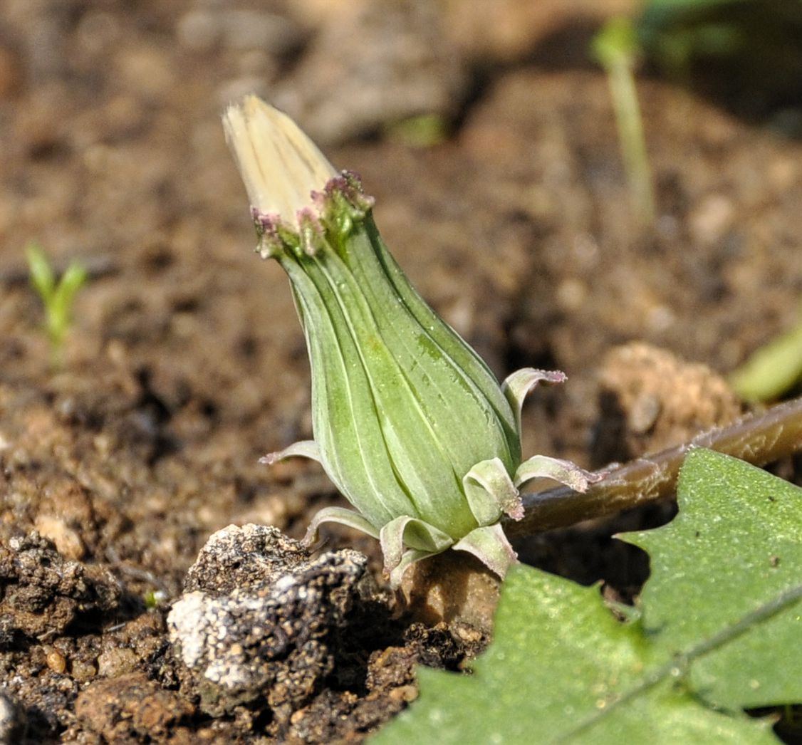 Изображение особи род Taraxacum.