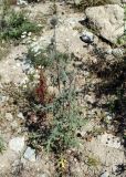 Echinops sphaerocephalus. Зацветающее растение. Карачаево-Черкесия, г. Теберда, рудеральное место. 21.07.2017.