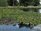 genus Nymphaea. Цветущие растения. Нидерланды, провинция Drenthe, национальный парк Dwingelderveld, небольшое озеро. 18 июля 2010 г.