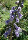 Aconitum leucostomum