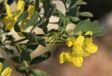 Coronilla подвид glauca