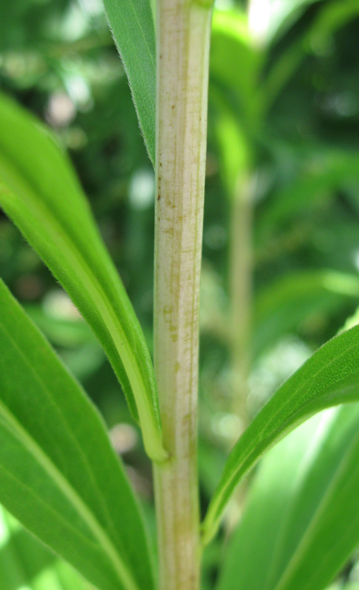 Изображение особи Solidago gigantea.