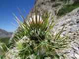 Cirsium semenowii. Расцветающие соцветия. Казахстан, Туркестанская обл., Толебийский р-н, территория Сайрам-Угамского национального парка; Угамский хребет, ≈ 2400 м н.у.м., дол. р. Копжайлау - правого притока р. Сайрам-су (\"Ущелье диких альпинистов\"), каменистая россыпь. 05.07.2019.