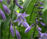 Hosta fortunei